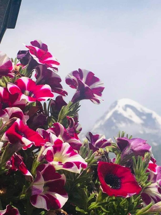 Guest House Elguja Qushashvili 卡兹贝吉 外观 照片